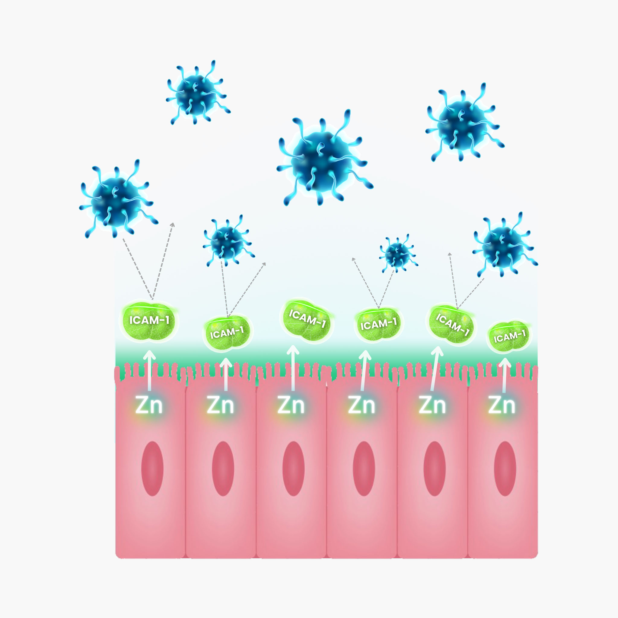 immuspray infografika termék